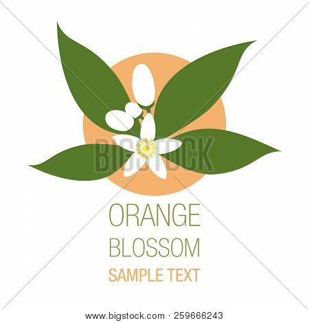 Orange Blossom Flowers With Buds And Leaves Isolated On White Background