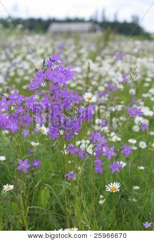 Smukke bluebell eng i Latva, Baltikum