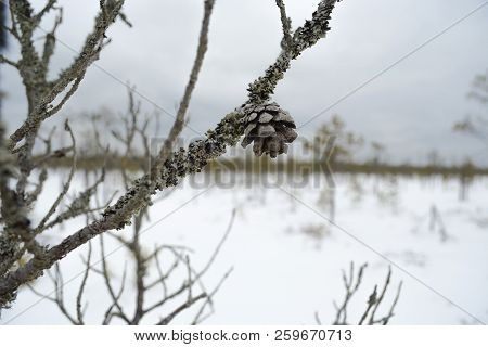 Pine On Swamp. Berezinsky Biosphere Reserve. Belarus.