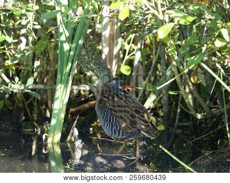Water Rail (rallus Aquaticus) As Seen In Autumn