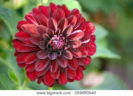 Variety  Of Chrysanthemum Fidalgo Blacky Asteraceae Plant, One Large Dark Purple Flower With Pinkish