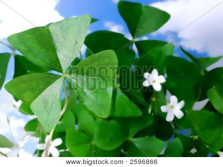 Trifogli per giorno di St Patty