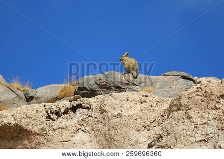 Mountain Viscacha Sunbathing On The Rocky Hill Under Vibrant Blue Clear Sky, Sur Lipez Desert Of Bol