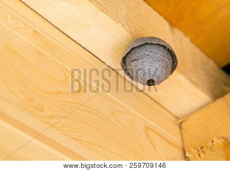 Vespiary Gray Dry House Of Predatory Insects Os Hangs High On A Wooden Beam Inside The House A Dange