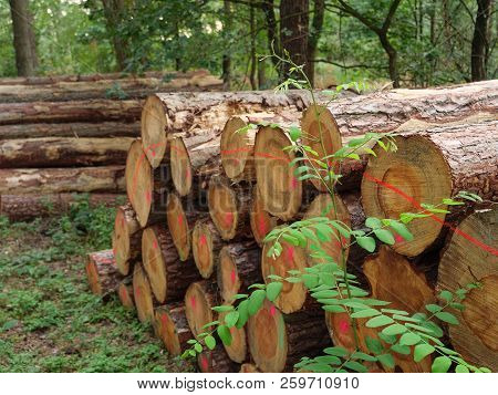 summer time in a forest in germany