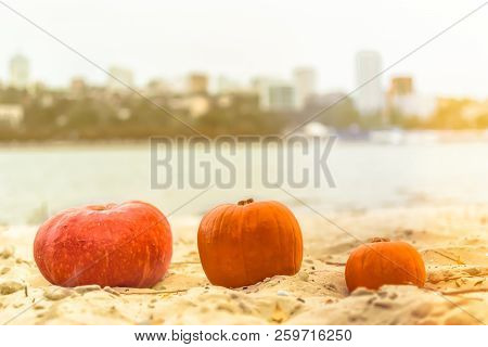Pumpkin In Nature. Autumn Holiday Harvest Festival Halloween. Day Of The Dead. Hallowmas