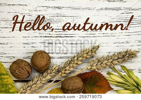 Fall Harvest Close Up Colorful Frame Or Banner