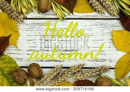 Fall Harvest Close Up Colorful Frame Or Banner