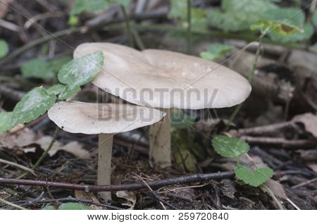 Deer Mushroom (pluteus Cervinus) Near A Birch Tree Stump