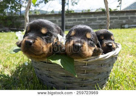 Little Cute Dogs Having Rest In A Basket. Small Rottweilers With Closed Eyes In The Garden. Funny Pu