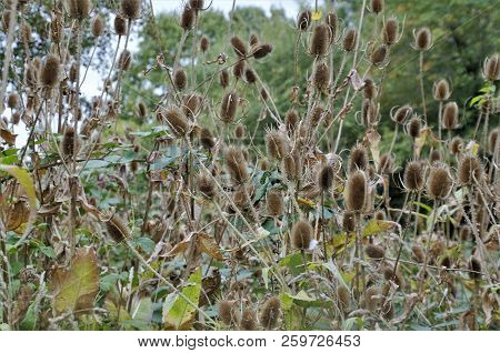 Lots Of Teazle Seed Heads In Autumn