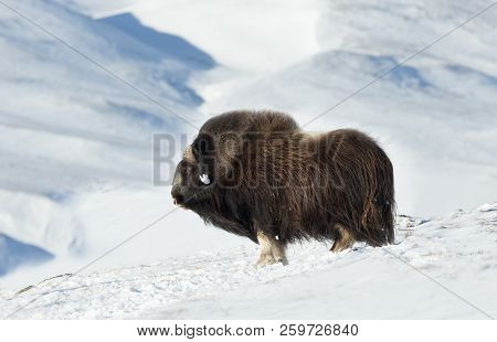 Close Up Of A Male Musk Ox (ovibos Moschatus) Standing In Snowy Dovrefjell Mountains During Cold Win