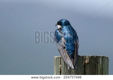 Spunky Little Tree Swallow Perched Atop A Weathered Wooden Post