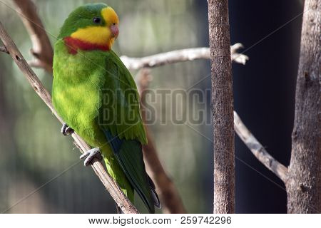 The Superb Parrot Is Perched In A Tree