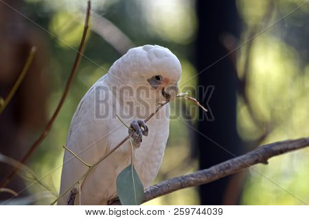 The Little Corella Is Eating A Stem