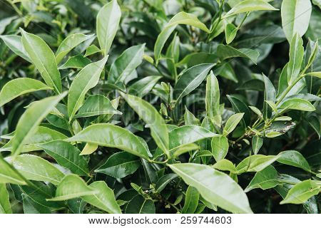 Green Tea Leaves In A Tea Plantation In Morning, Selective Focus