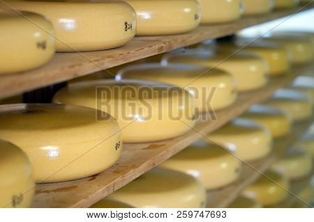 Heads Of Cheese On Wooden Shelves In A Private Farm. A Lot Of Yellow Heads Of Cheese On Shelves. Clo