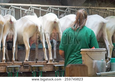 Rear View Of White Goats, In A Mechanized Milking Parlor. A Woman Farmer Prepares Electric Milk Equi