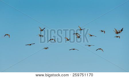 Flock Of Marbled Godwits In Flight Through Blue Skies