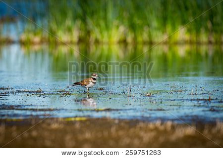 Killdeer Wading In Prairie Pond In The Summertime