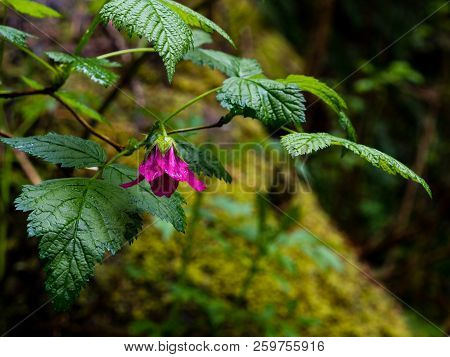 Pink Wild Salmonberry Flower Against Dark Background In Washington State, Usa