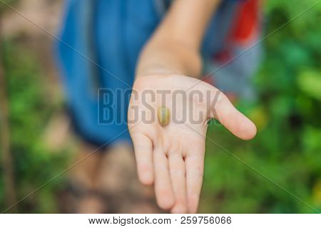 Fresh Coffee Beans In The Boy's Hand