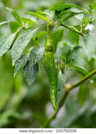 A Korean Chili Pepper, Or Gochu In The Korean Language, Takes In A Refreshing Autumn Rain Shower.