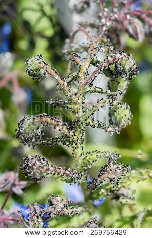 A Swarm Of Flying Ants Gather On A Floral Plant