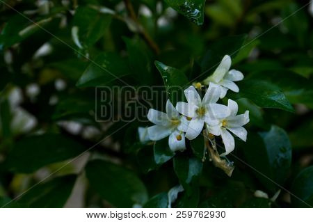 Philippine National Flower Is The Gardenia Flower Glass Or Sampaguita Jasmine Flowers