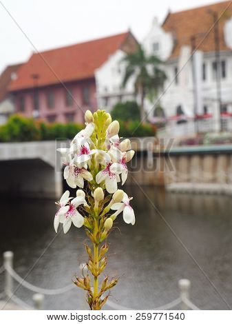 Jakarta, Indonesia - August 7, 2018: White Flowers With Background Of Kali Besar River In Kota Tua.