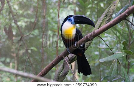 Beautiful The Channel-billed Toucan In Singapore Zoo