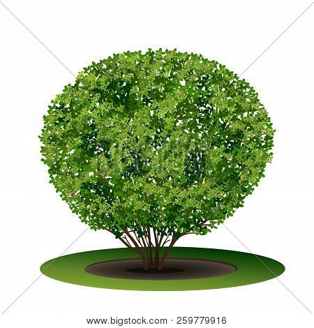 Bush Boxwood With Green Leaves And Shadow On White Background