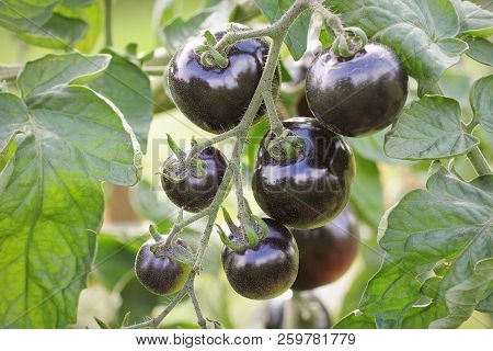 Black Tomatoes On A Branch In The Garden. Indigo Rose Tomato