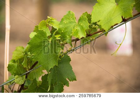 A Diagonal Of Wine Leaves In An Organic Winery, Penticton, British Columbia, Canada