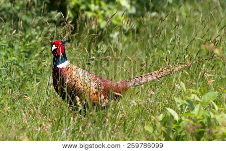 Single Pheasant In A Field In Holland