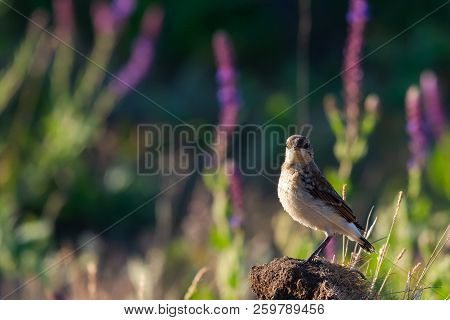 Northern Wheatear Or Oenanthe Oenanthe On Gound