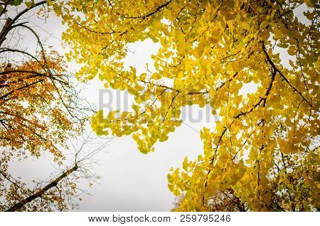 Autumn Yellow Ginkgo Leafs On Sky Background. Branch On Tree