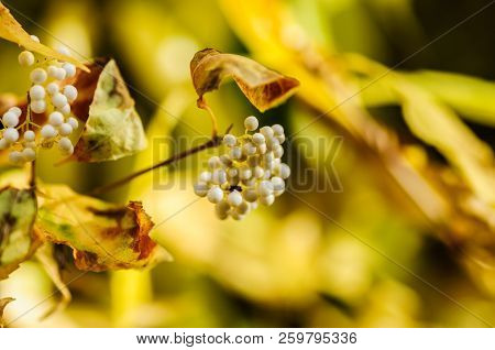 Beautiful White Berries Callicarpa Bodinieri With Autumn Colors In The Background