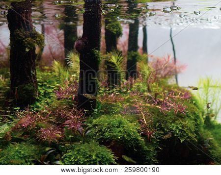 Still Life Close Up Of Beautiful Tropical Aqua Scape, Nature Aquarium Green Plant An Tropical Colorf