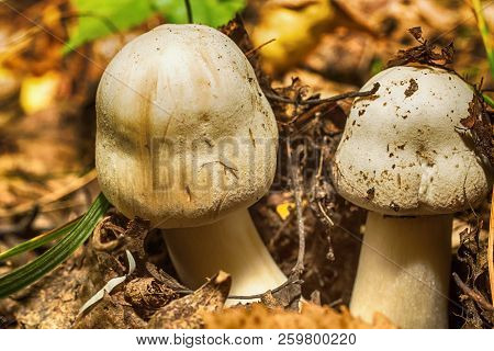 Macro Photo Of A Mushroom Growing In The Grass Close Up With Small Details