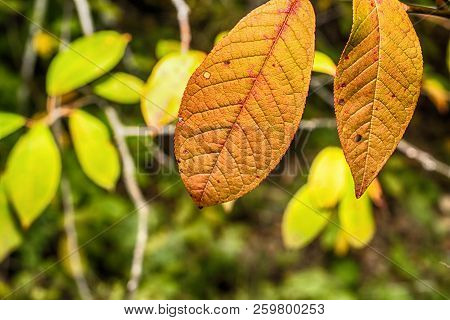 Macro Photo Of An Autumn Orange Leaf Of A Plant Close-up With Streaks And Cracks