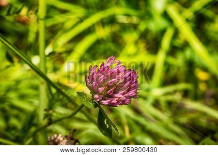 Macro Photo Clover Flower Close-up With Small Details On A Green Background