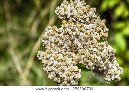 Macro Photo Of A White Yarrow Ordinary Close-up With The Increase Of Each Flower