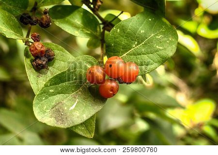 Macro Photo Of Red Viburnum Berries On A Branch With Close-up Leaves