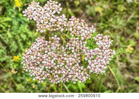Macro Photo Of A White Yarrow Ordinary Close-up With The Increase Of Each Flower