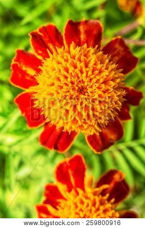 Macro Photo Of Red-orange Garden Flowers In Grass Close-up With Small Details