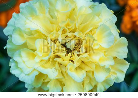 Macro Photo Of A White Carnation Flower Close-up With The Increase In The Fine Details On A Green Ba