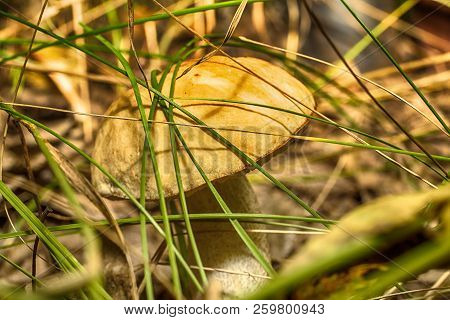 Macro Photo Of A Mushroom Growing In The Grass Close Up With Small Details