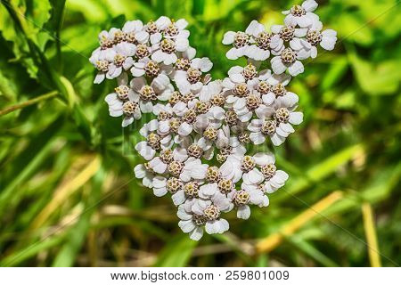 Macro Photo Of A White Yarrow Ordinary Close-up With The Increase Of Each Flower