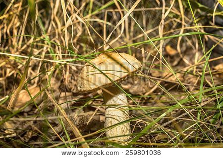 Macro Photo Of A Mushroom With A Brown Hat In The Forest Among The Grass Close Up